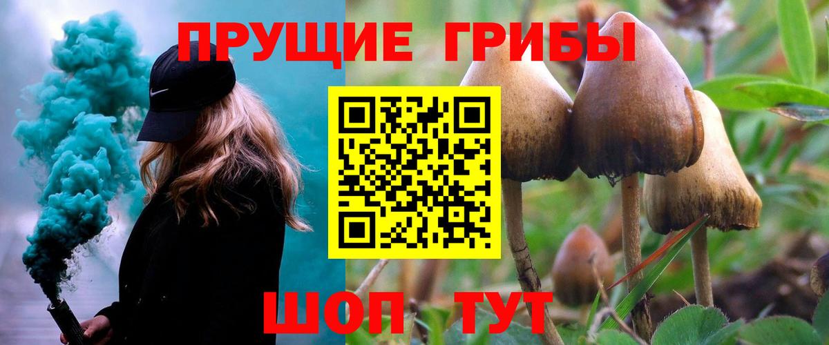 Галлюциногенные грибы Psilocybine cubensis Заводоуковск
